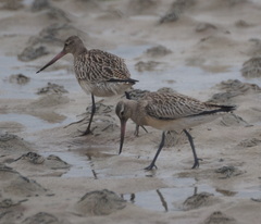 Limosa lapponica