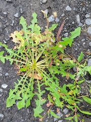 Taraxacum officinale