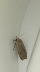 Noctua pronuba