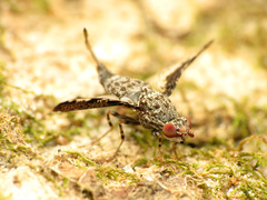 Callopistromyia strigula
