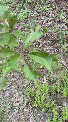 Quercus falcata