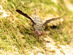 Callopistromyia strigula