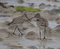 Limosa lapponica