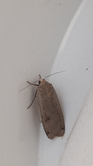 Noctua pronuba