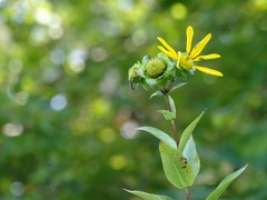 Silphium