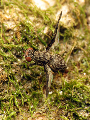 Callopistromyia strigula