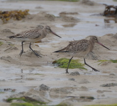 Limosa lapponica