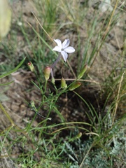 Ipomopsis longiflora