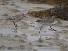 Limosa lapponica