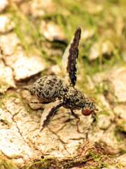 Callopistromyia strigula
