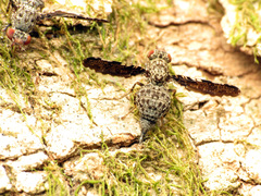 Callopistromyia strigula