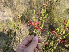 Erica versicolor