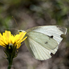 Pieris rapae