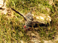 Callopistromyia strigula