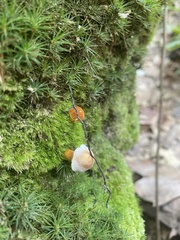 Gyroporus castaneus