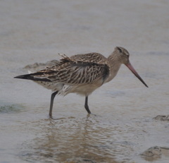 Limosa lapponica
