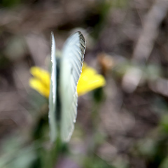 Pieris rapae