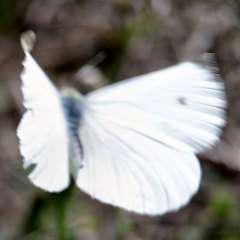 Pieris rapae