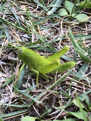Anacridium aegyptium