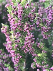 Erica hispiduloides