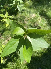 Populus balsamifera