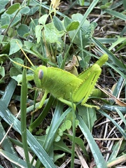 Anacridium aegyptium