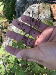 Fallopia