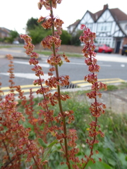 Rumex × acutus