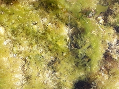 Ulva intestinalis
