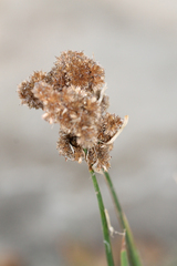 Juncus xiphioides