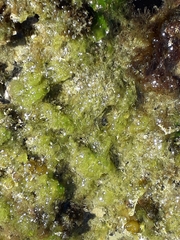 Ulva intestinalis
