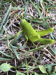Anacridium aegyptium