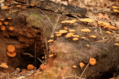 Coltricia cinnamomea