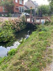 Ardea cinerea