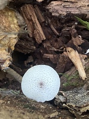Lepiota atrodisca