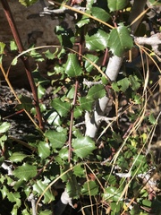 Rhamnus ilicifolia