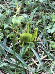 Anacridium aegyptium