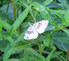 Epirrhoe alternata
