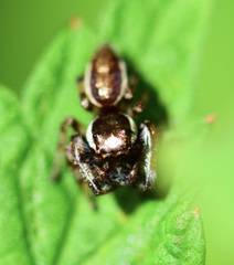 Eris militaris