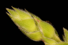 Desmodieae