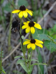 Rudbeckia missouriensis