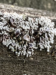 Physcia millegrana