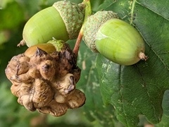 Andricus quercuscalicis