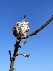 Rhopalomyia californica