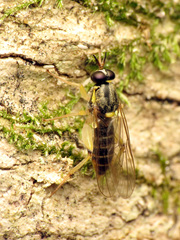 Solva pallipes