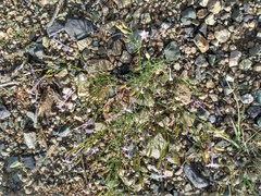 Ipomopsis longiflora