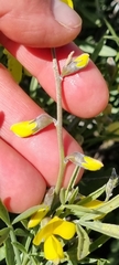 Calobota