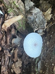 Lepiota atrodisca