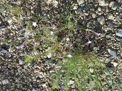 Ipomopsis longiflora