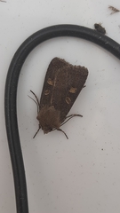 Xestia xanthographa